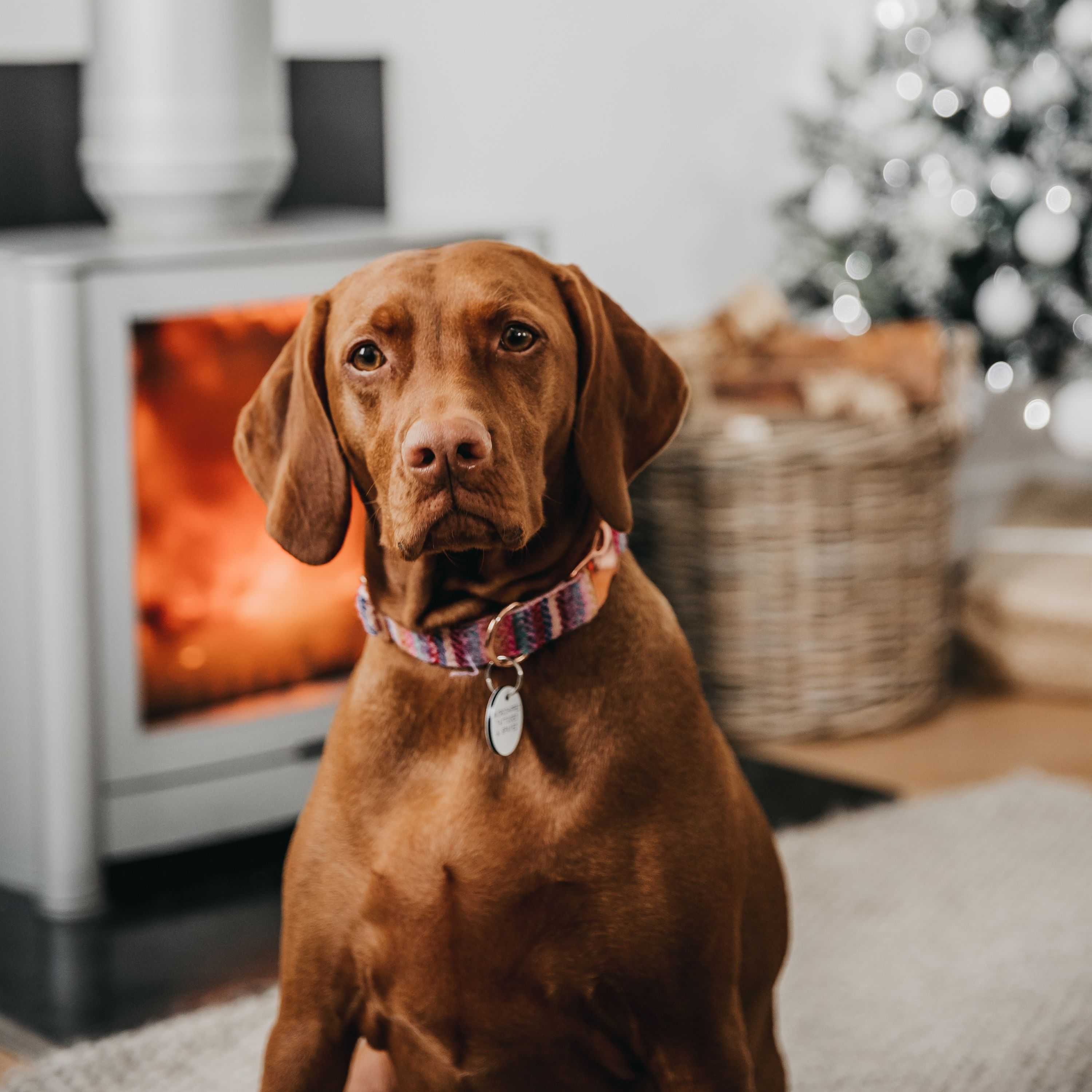 {"value":{"src":"https://file-manager-bucket-production-234547735252.s3.eu-west-2.amazonaws.com/a2tgrvp2mgs4n686_KB_FW_Petproof 1.jpg","alt":"","title":"KB_FW_Petproof 1.jpg","fileId":"01K7M6PX1E8Q09HEWCMZ5Z5XQX"}}